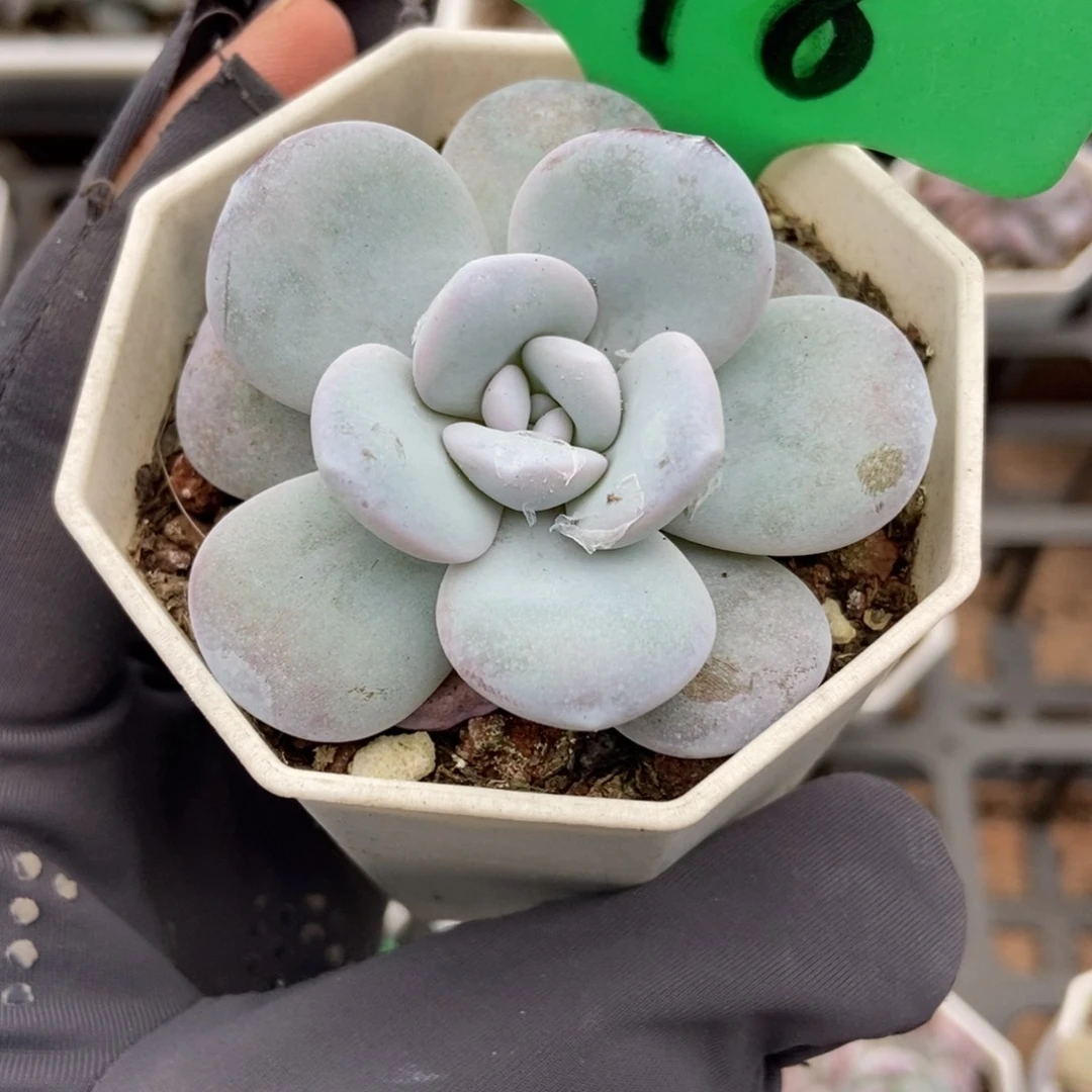 118雪莲多肉植物多肉