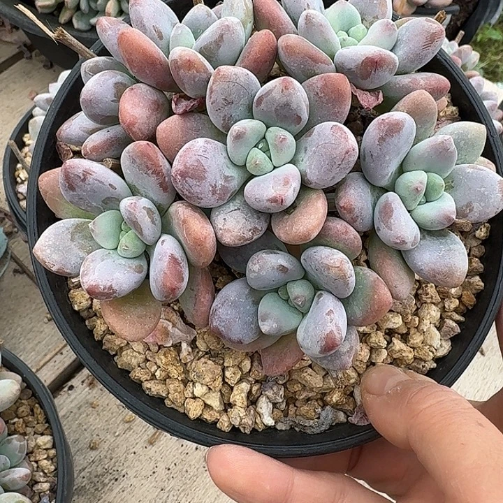 红洛神多肉植物的生长