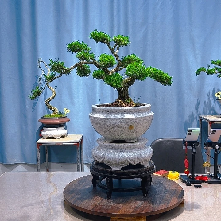 无花朵广东皱皮雀舌黄杨