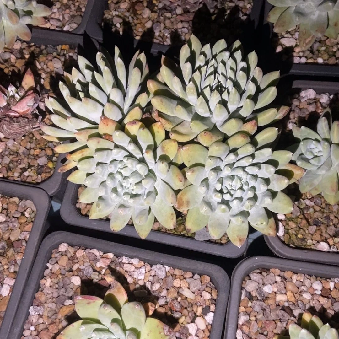 森*福利多肉植物啦啦啦