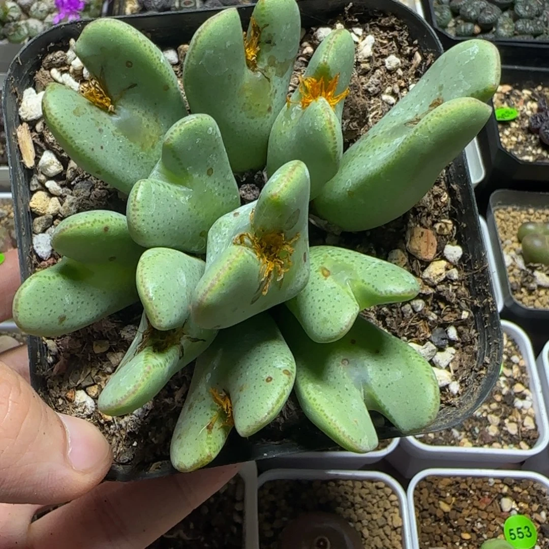 大眼睛巨无霸多肉植物618