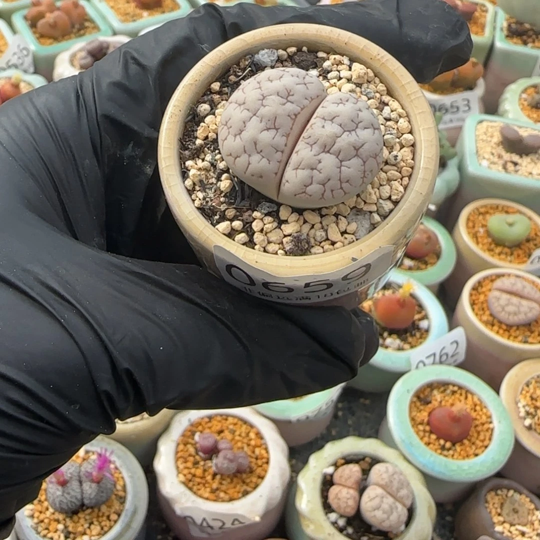 蕾***i0659--一物一拍 带盆 c189