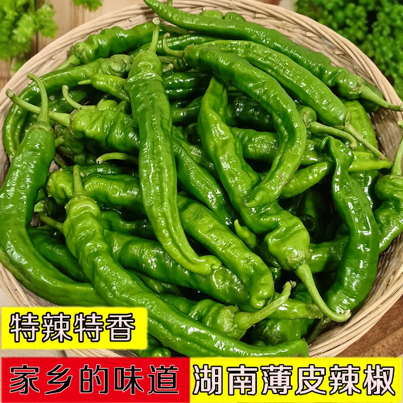 湖南本地薄皮辣椒特辣耒阳农家新鲜青辣椒土辣椒香辣皱皮辣椒现摘