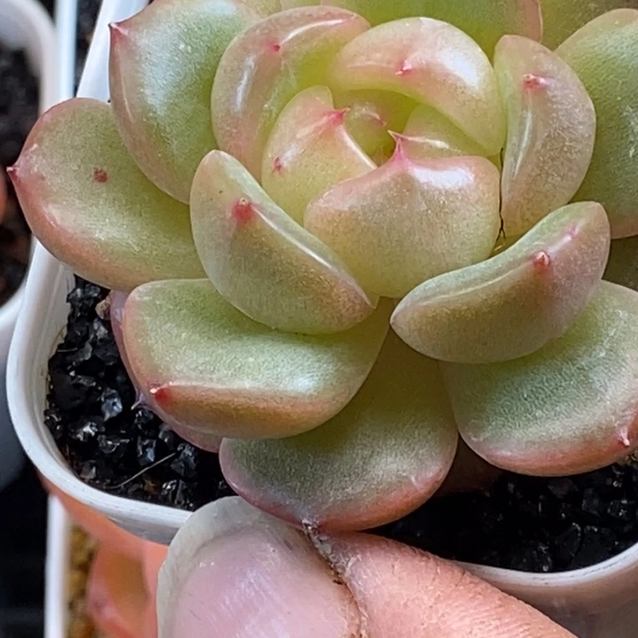 天官赐福百无禁忌