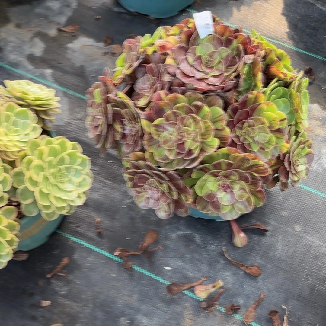 389大花月多肉植物