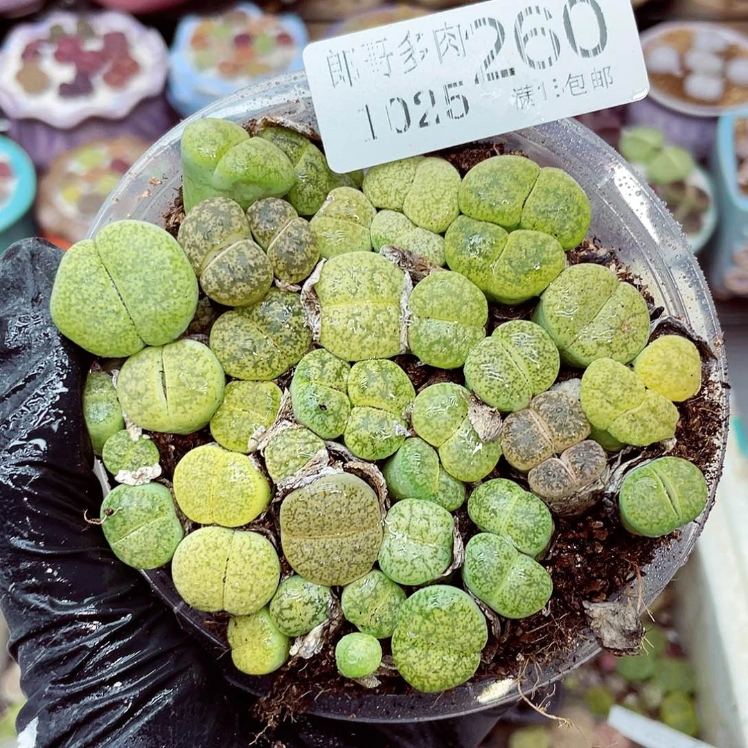 生石花满18包邮1025-260