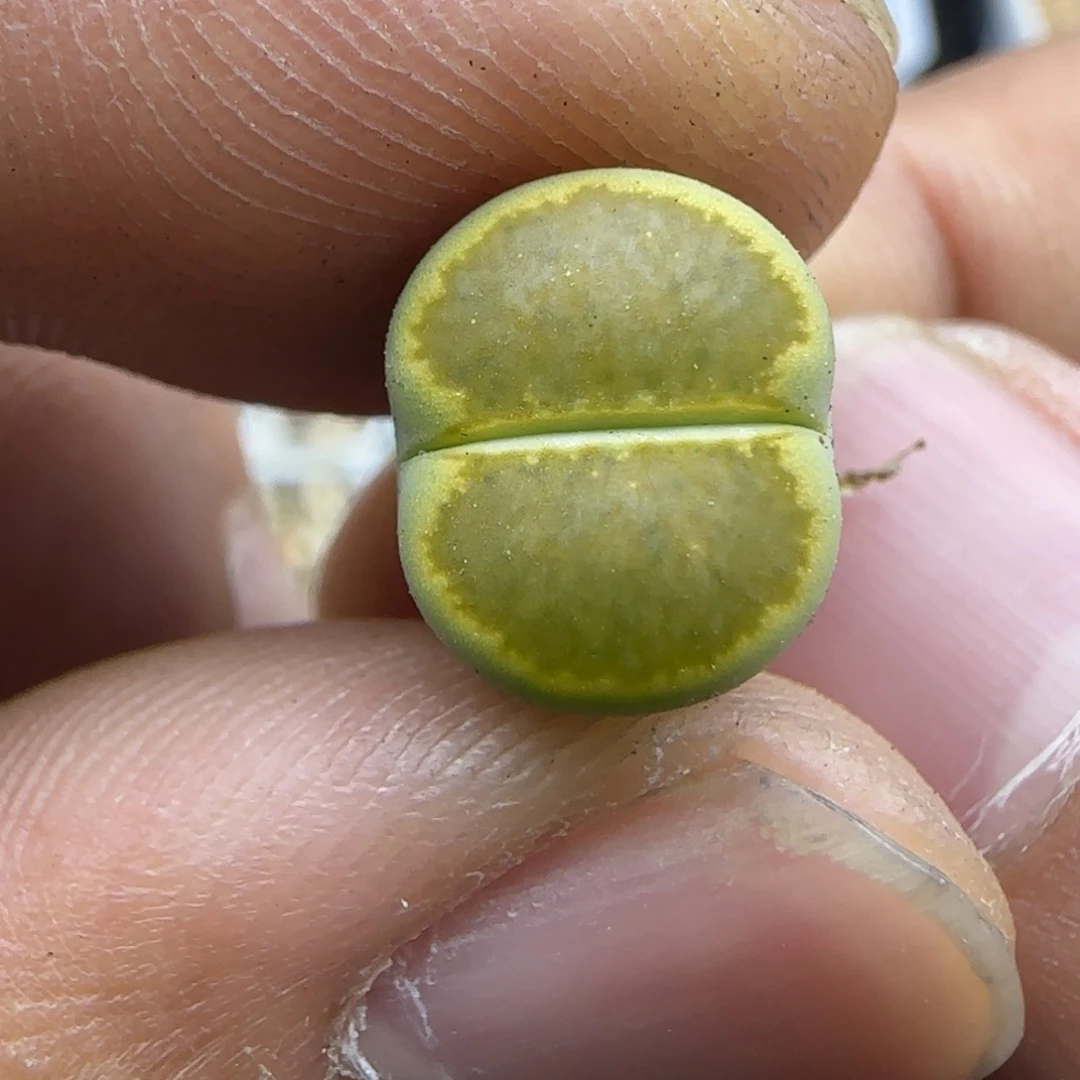 243 生石花大棚直播