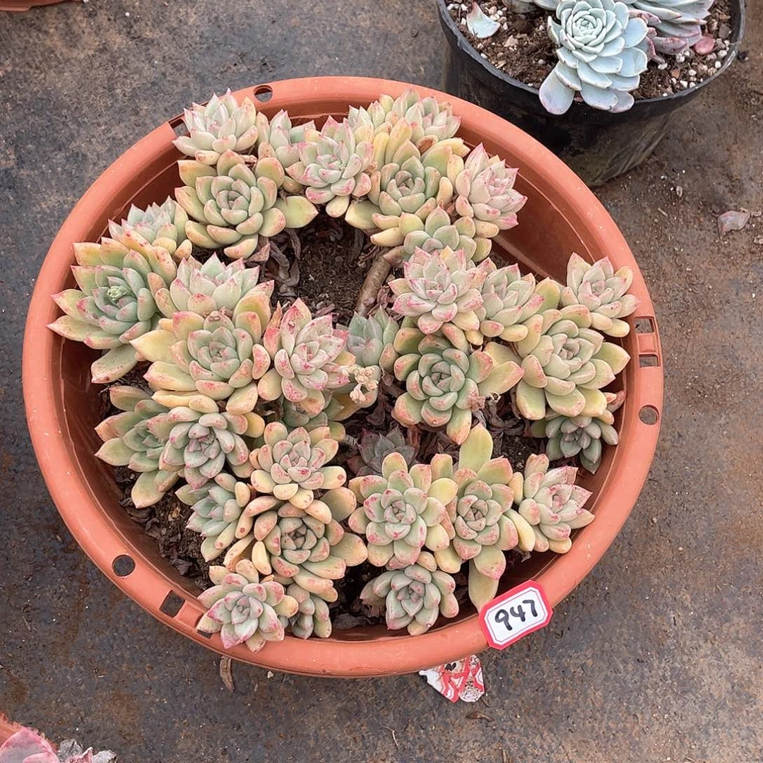 947璀璨 一物一拍多肉