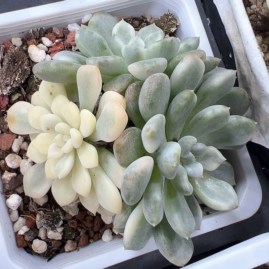 橘子球锦 小方花圃一单包邮非偏远