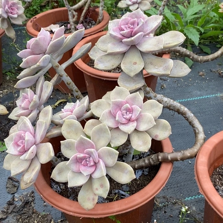 紫乐整装无砍多肉