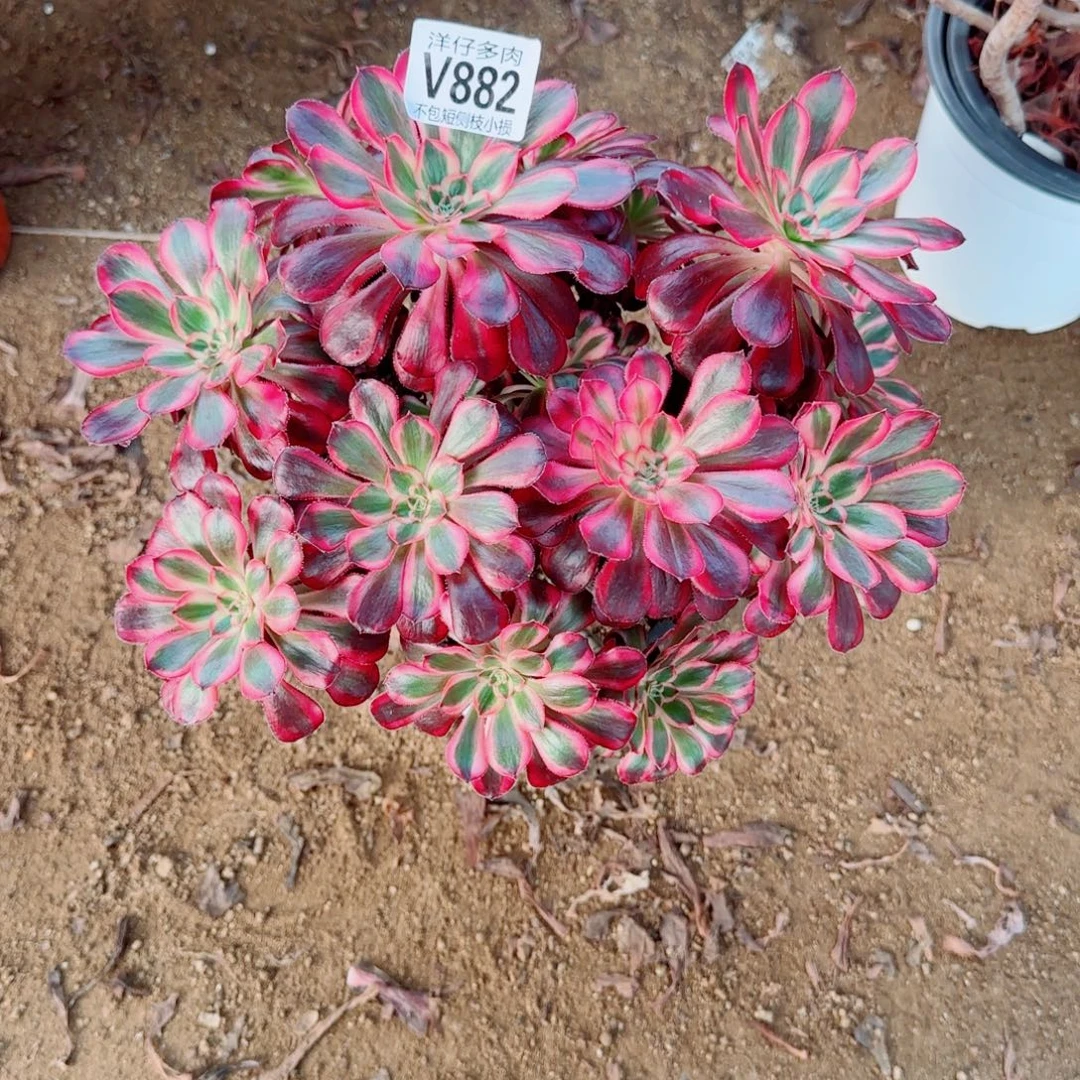 丽娜法师882冠幅22