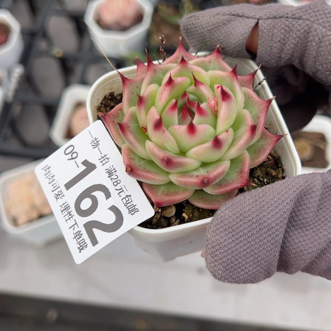 托斯卡多肉多肉多肉多肉