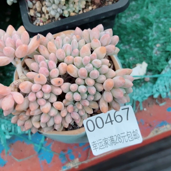 幸运的是我还没遇到你呢