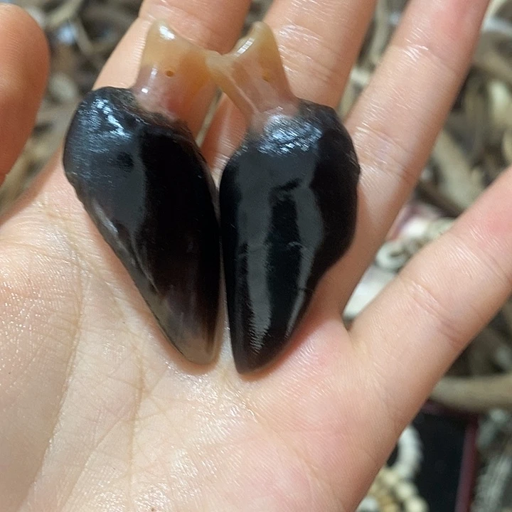 无非金属鹿蹄鹿蹄