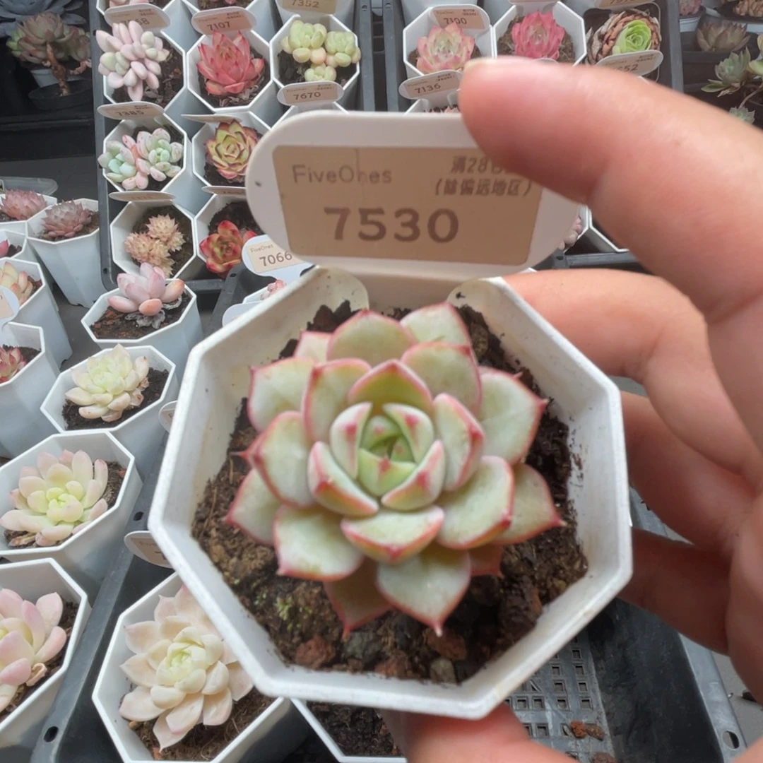 7530玫瑰夫人4.5厘米