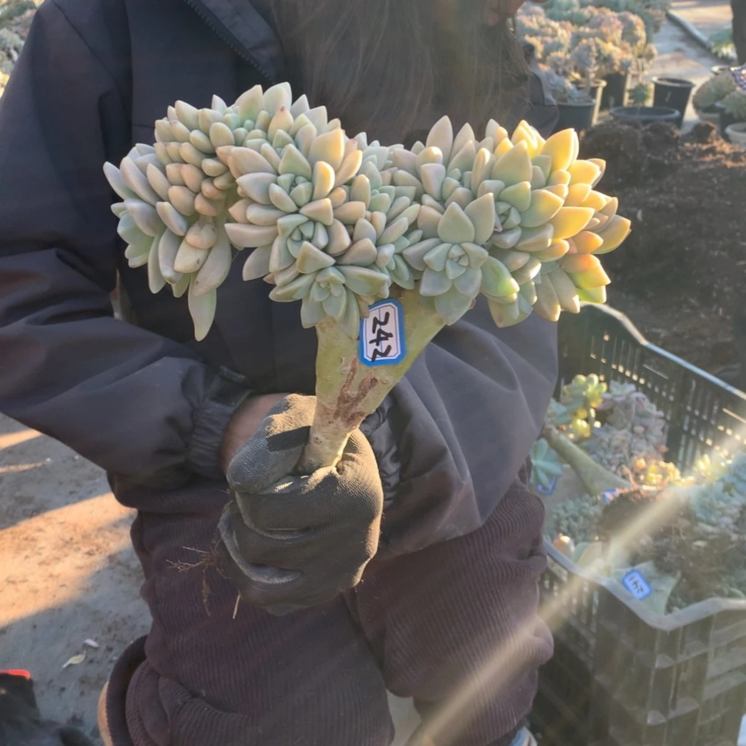 242 淡雪缀 一物一拍