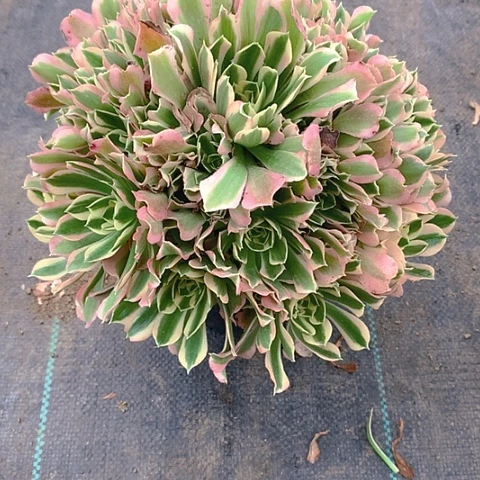 233雨花石多肉植物