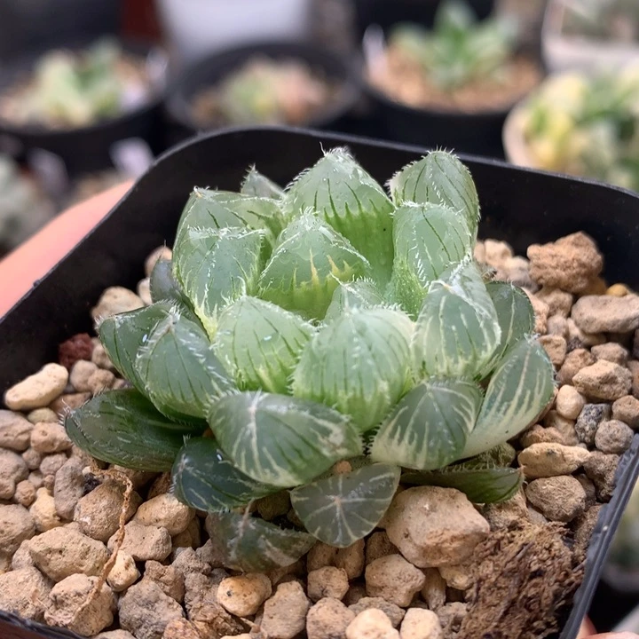 白赤线玉露锦带盆土发货