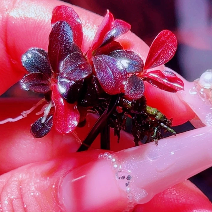 福利53号福利价植物一头