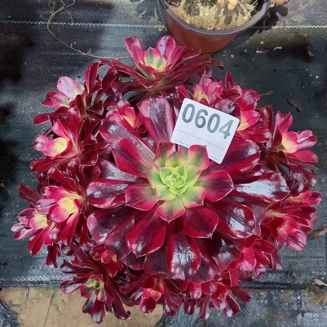 红陶0604美杜莎3多肉