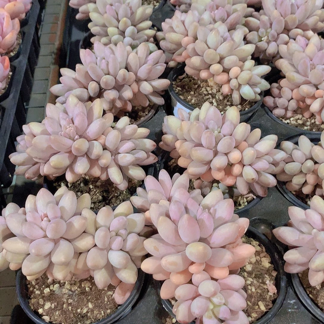 汤圆朵朵234567899900000