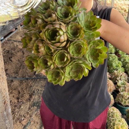 桃花石一颗包邮福利