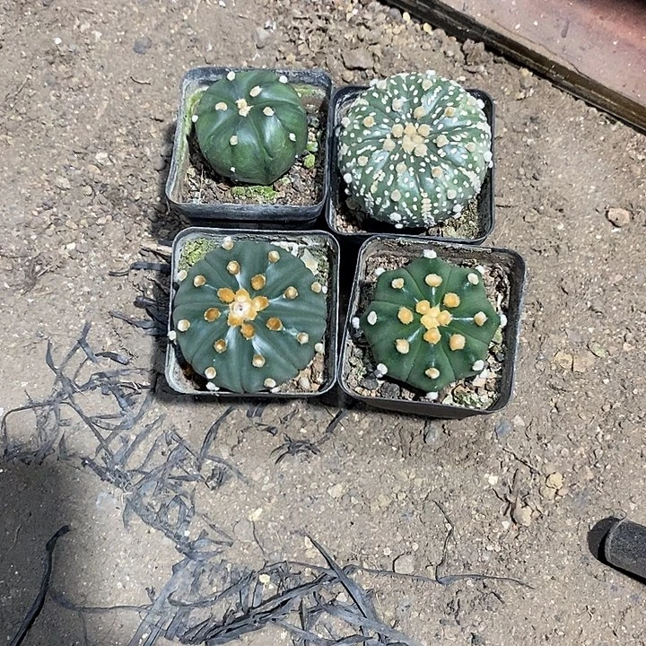 ****幻组合4棵实生脱土发货