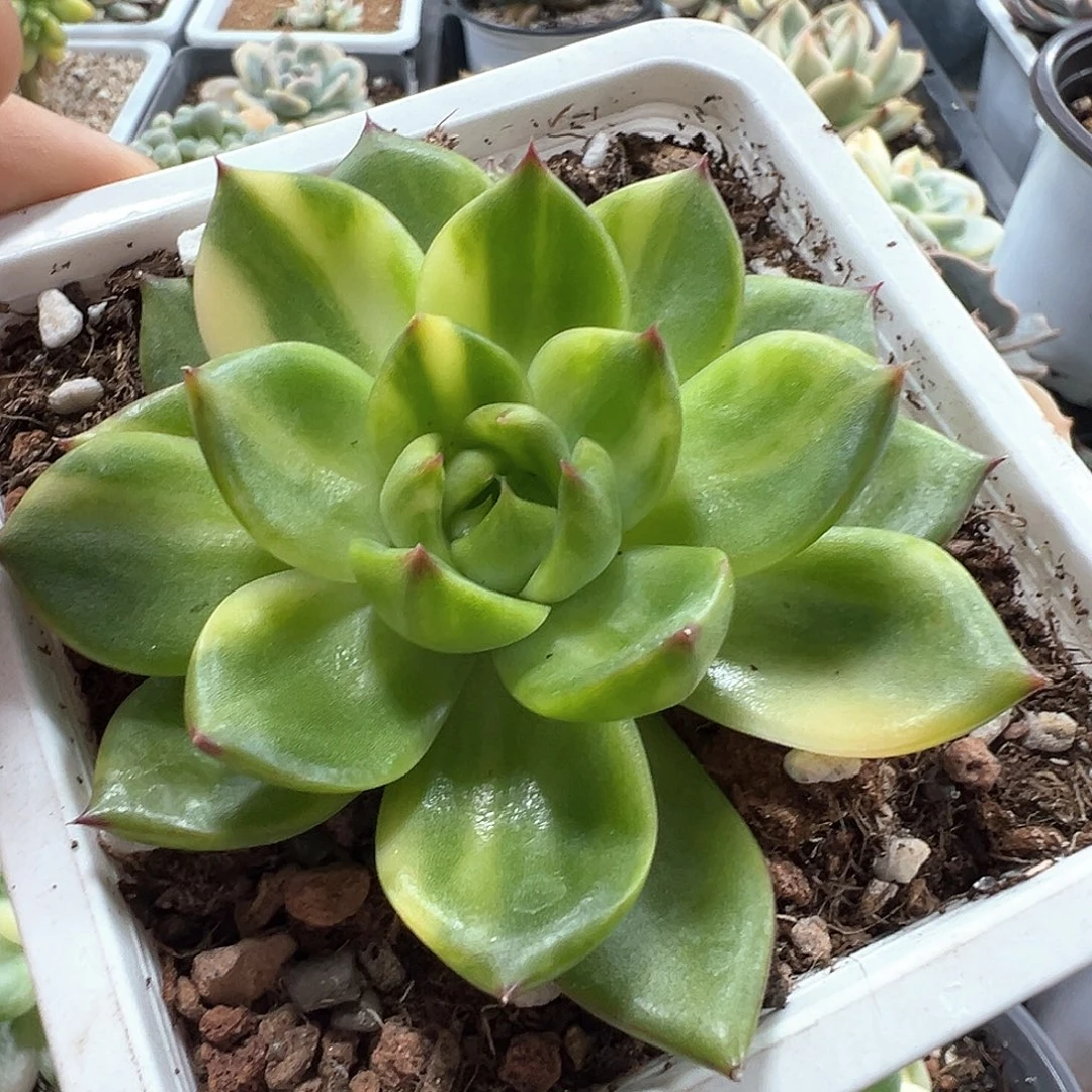 月亮石锦 小方花圃一单包邮非偏远