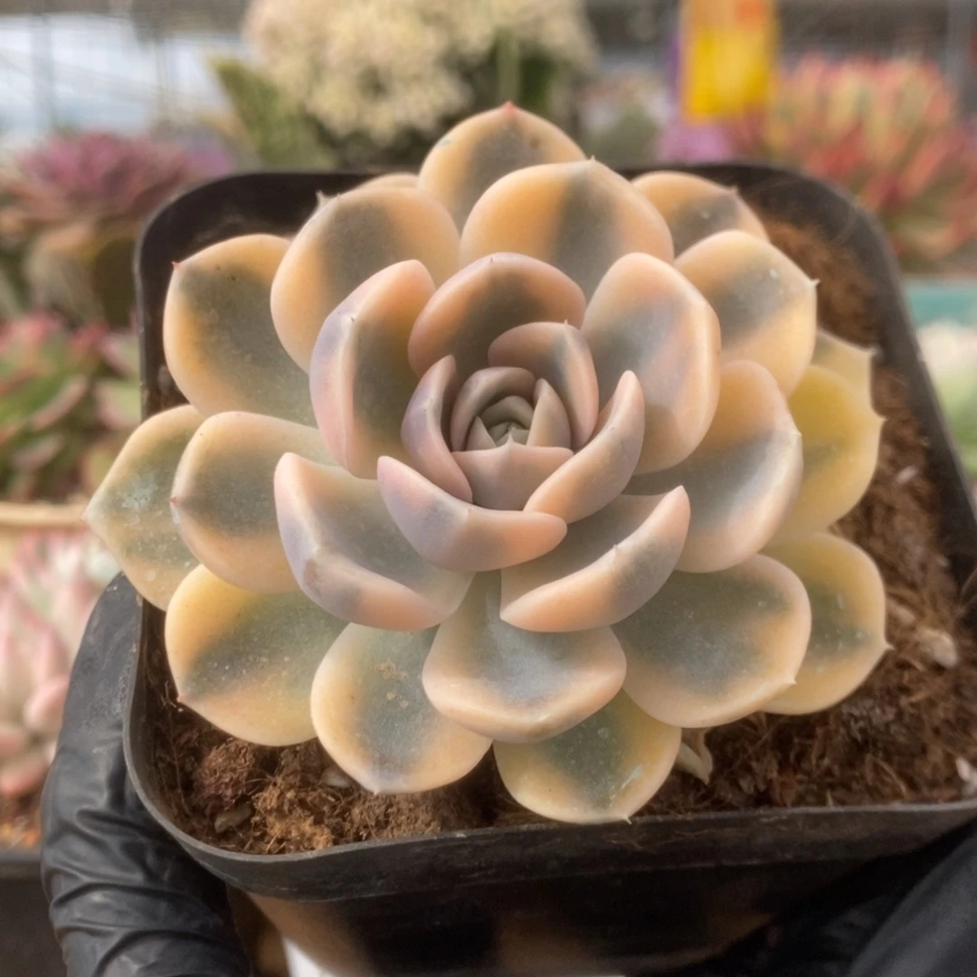 754汉堡锦锦锦锦锦锦