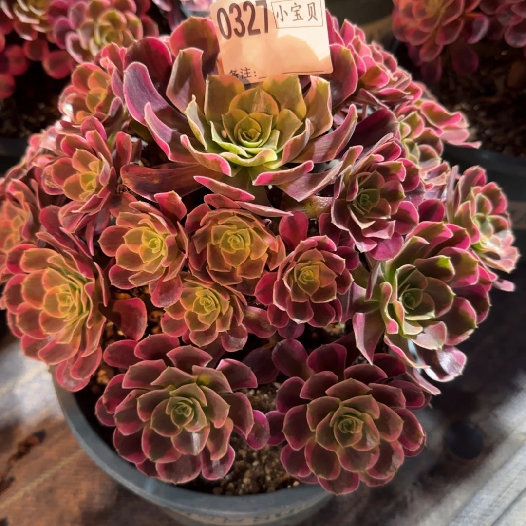 武***福0327多肉凤冠多肉