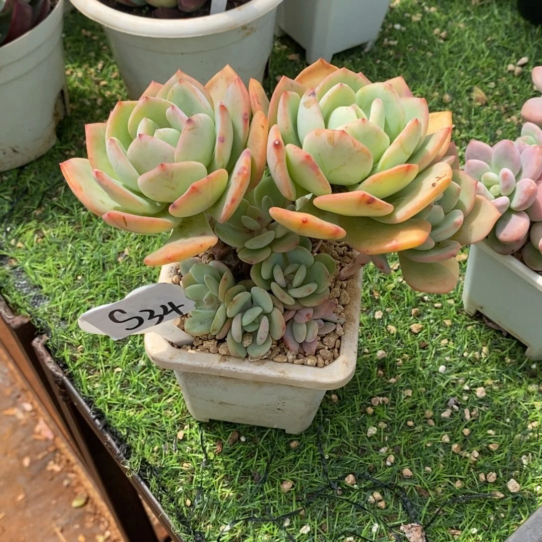 白月光多肉植物群生