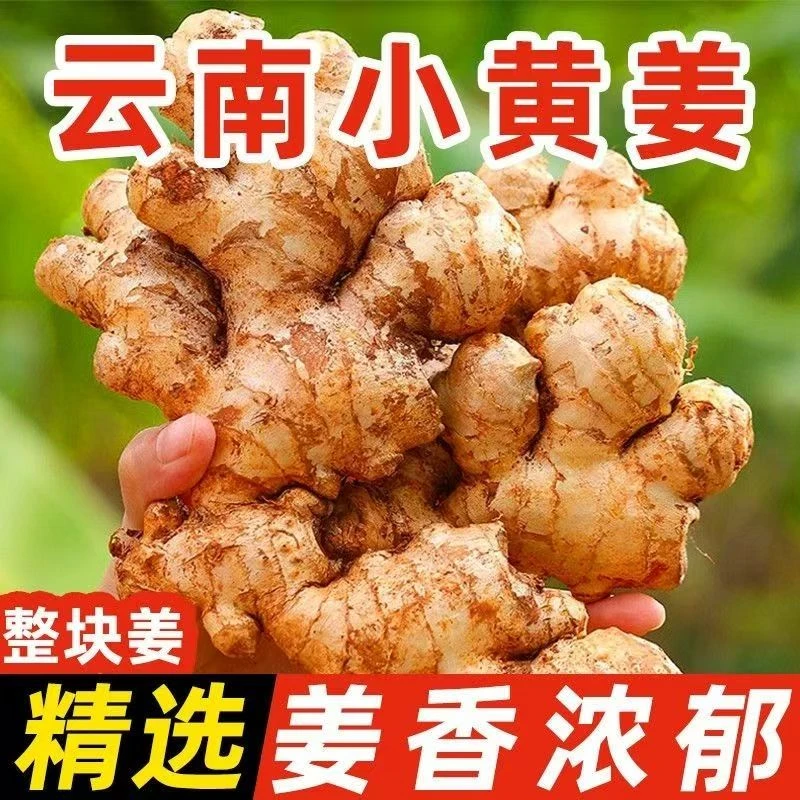 正宗云南小黄姜新鲜现挖山地老姜月子姜味浓郁辛辣爽口
