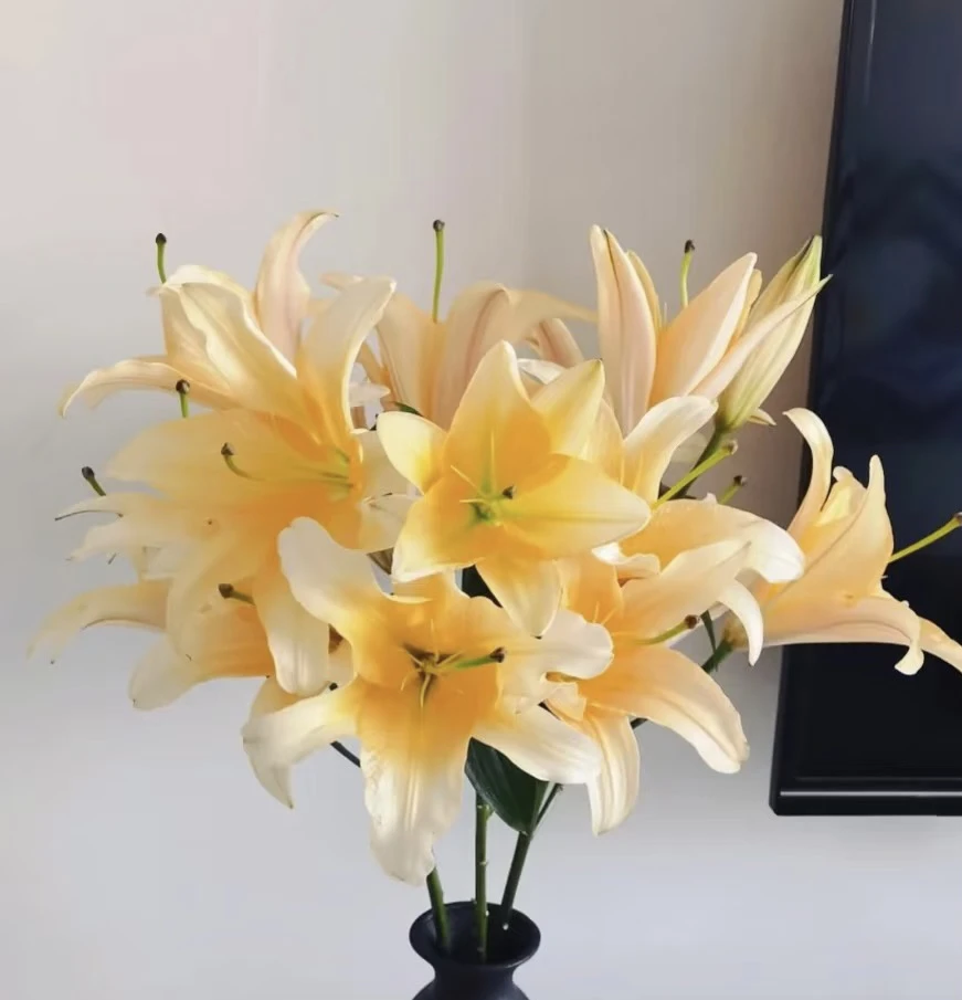 单瓣香水百合～晚霞～云南基地直发～顺丰冷链～当天发货
