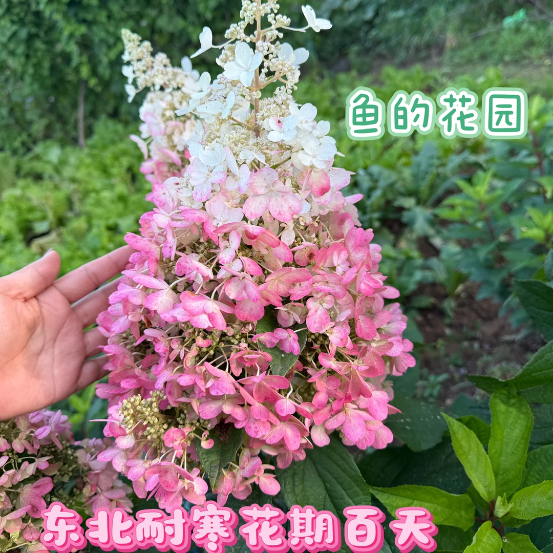 直立圆锥绣球花冠烛光不倒伏100天花期2-3年苗拍一发3棵