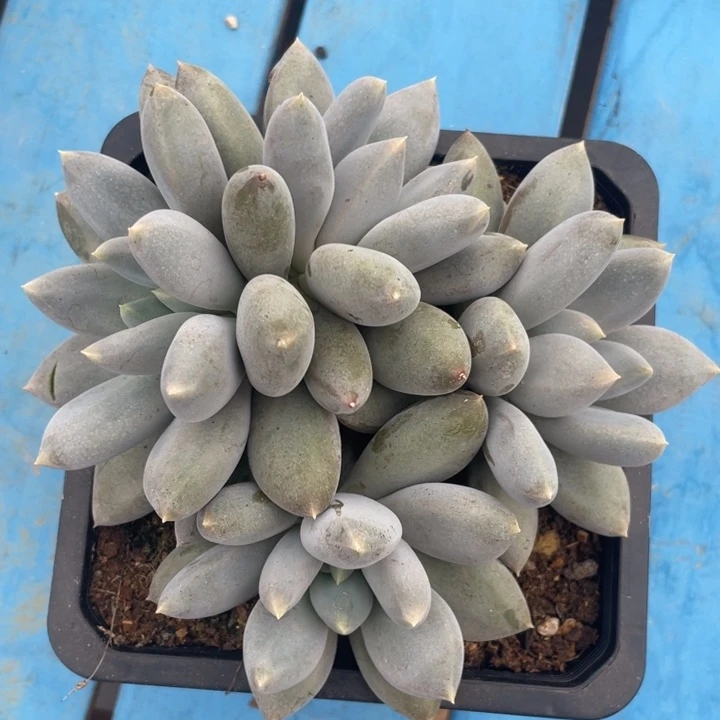 黄胖哥特4头，包正版