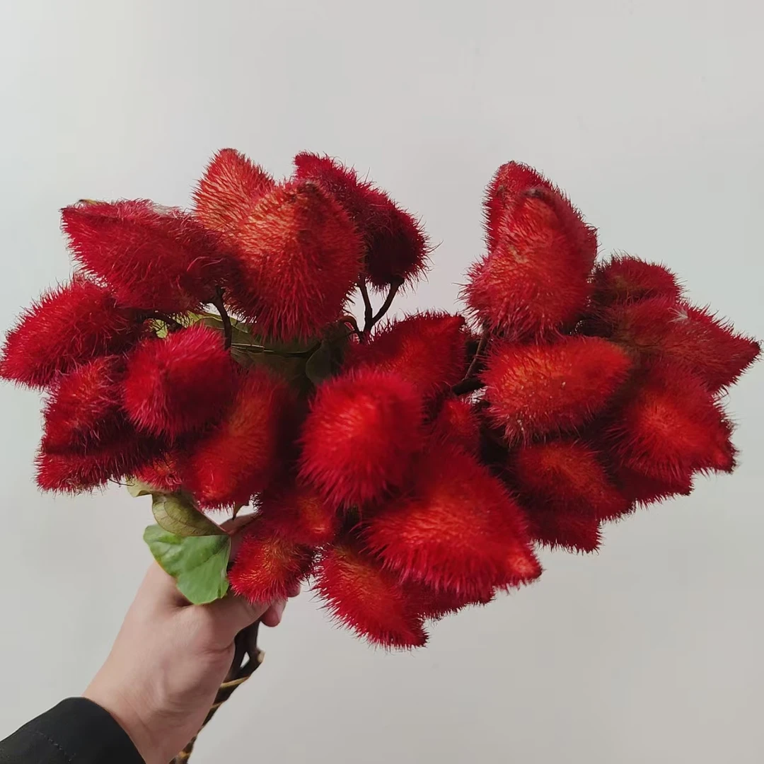 一花一木【胭脂果鲜切花】花期长 好养护发顺丰包邮