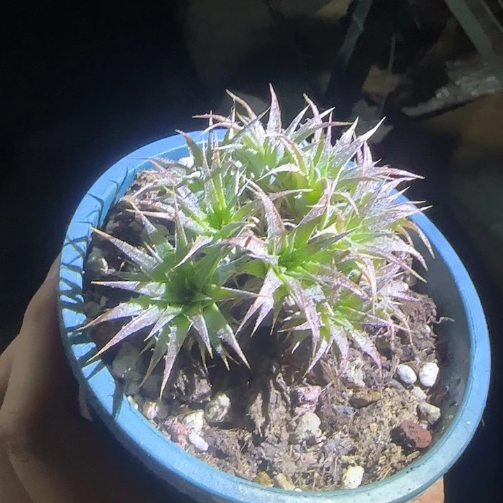 坨坨风多肉植物多肉植物