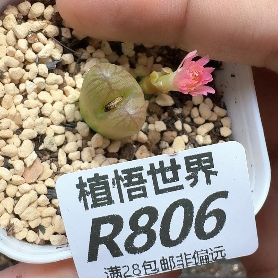 多肉植物的润泽而