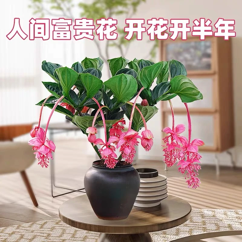 4头宝莲灯盆栽大苗高级花卉室内绿植多年生宝莲灯花苗好养