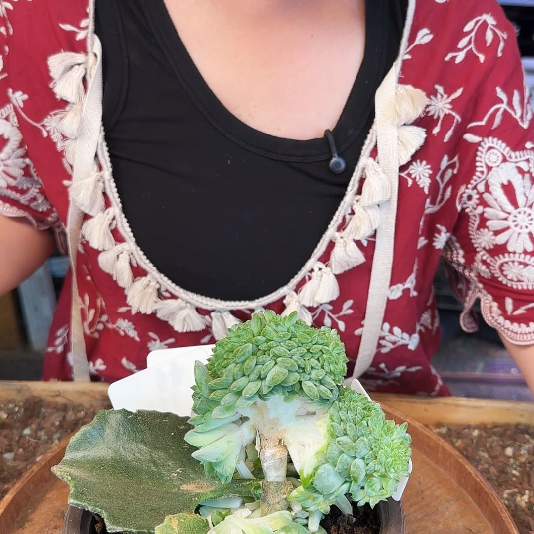 紫***晶紫水晶，糖心珍妮缀380     肉