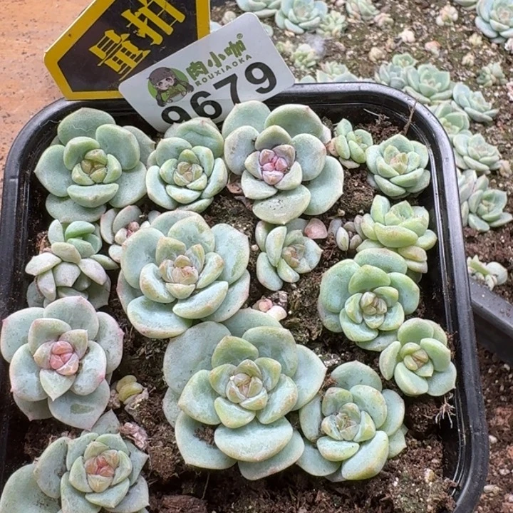 当前无花朵，栽培后可花朵多肉植物多肉植物