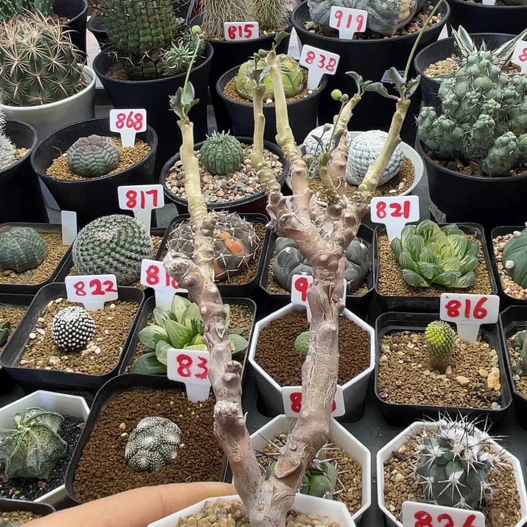 实生老桩紫背美尻厚敦菊仙人球