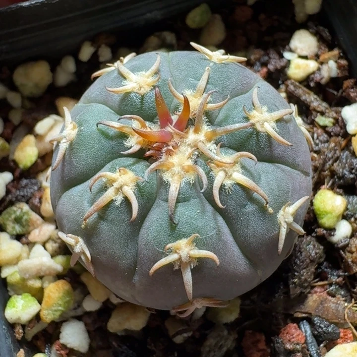 694猫爪实生脱土发货