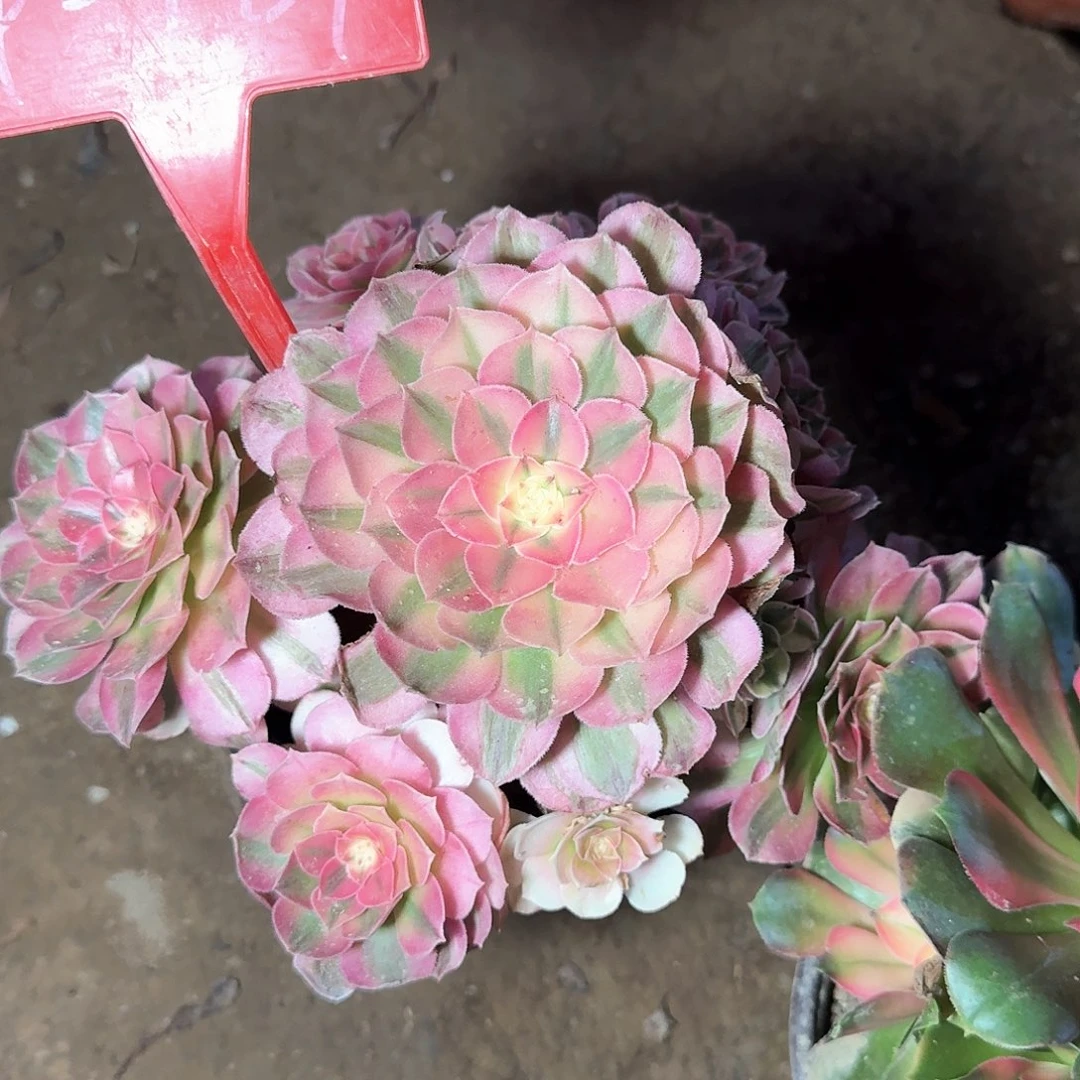 4-129倾城多肉法师