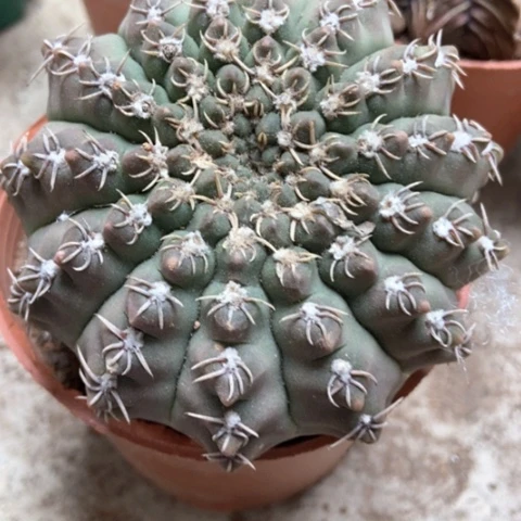 猫爪仙人球12米仙人球