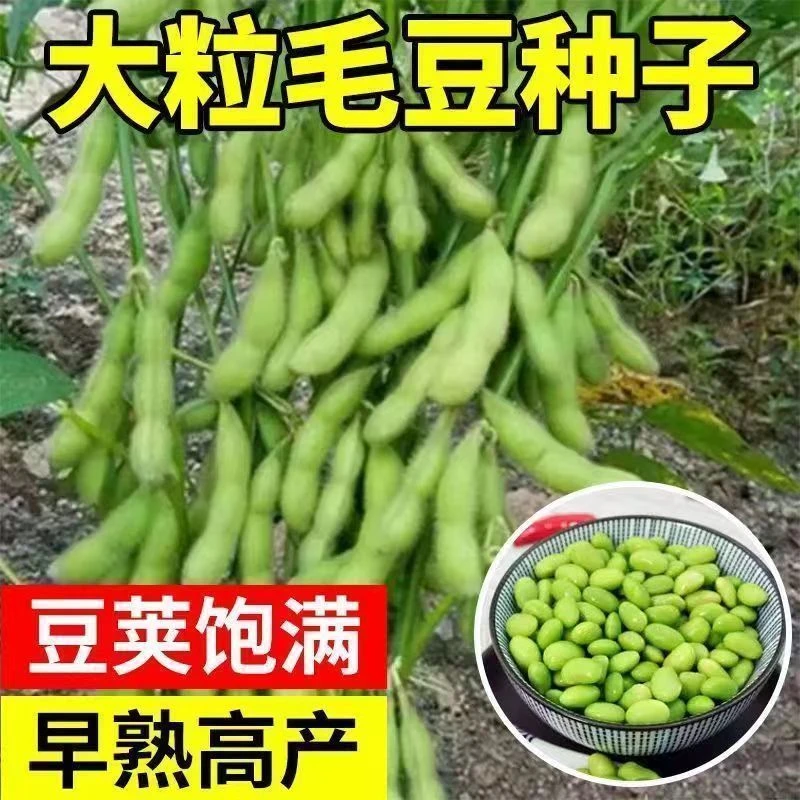 大粒毛豆种子早熟四季毛豆种子矮杆特大粒青黄豆种籽农家非转基因