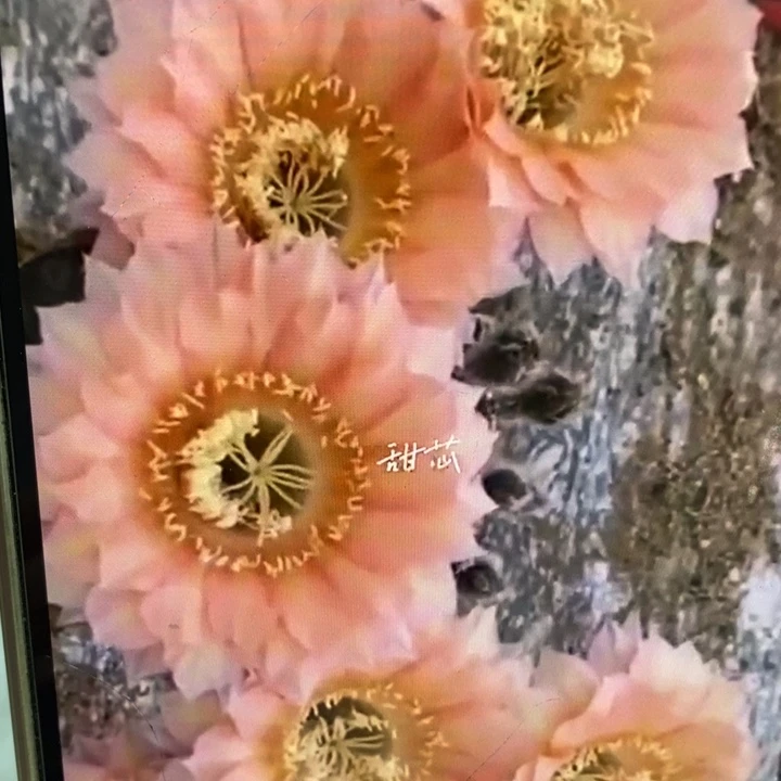 彩草甜芯8.3公分左右