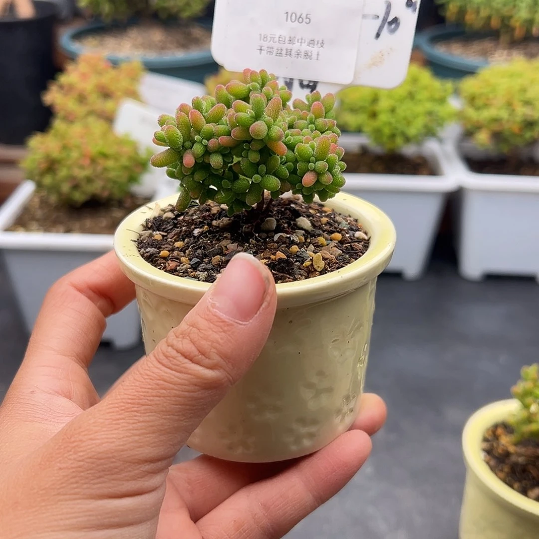 1065号密橘糖球带盆1.3多肉