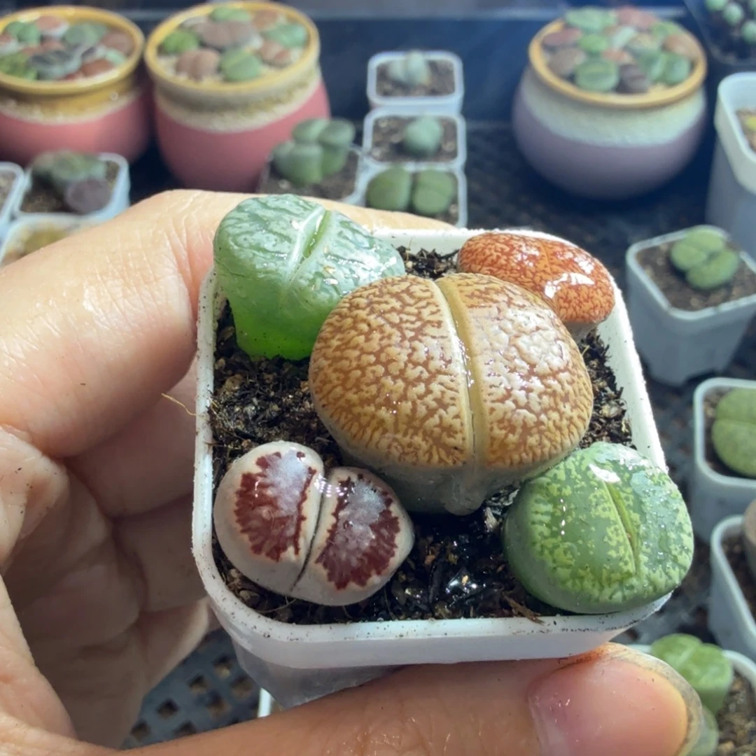 m***团多肉植物和植物等275