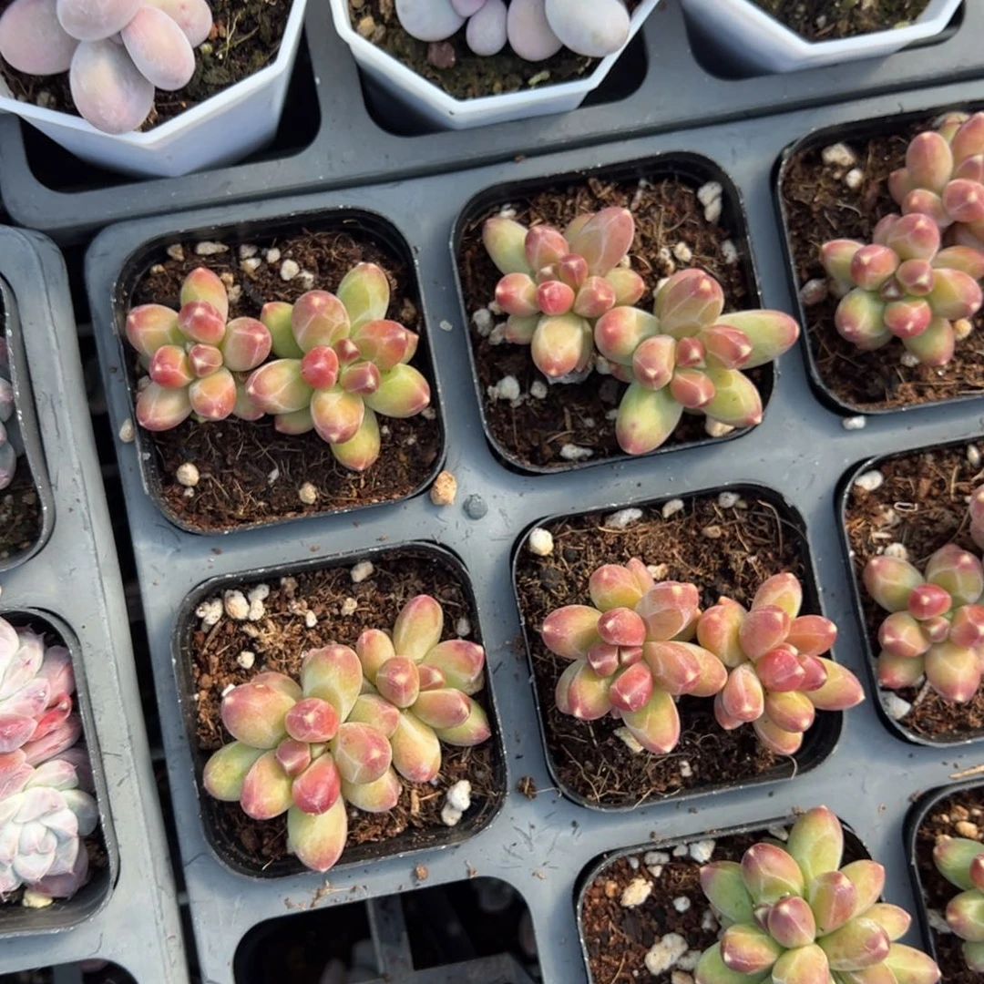 千代田之松双头一颗量拍多肉满20包邮下午发